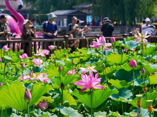 上海市幕墻工程技術規范制定（上海市幕墻工程技術規范） 北京鋼結構設計問答