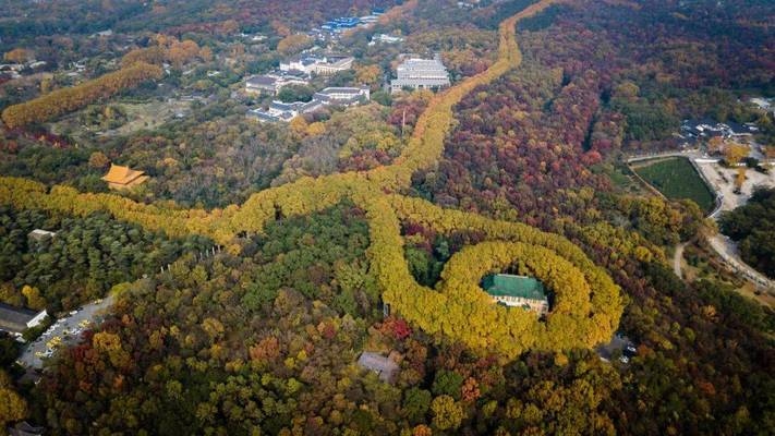 碳纖維加固在歷史建筑中的應用，碳纖維加固，歷史建筑保護與修復的